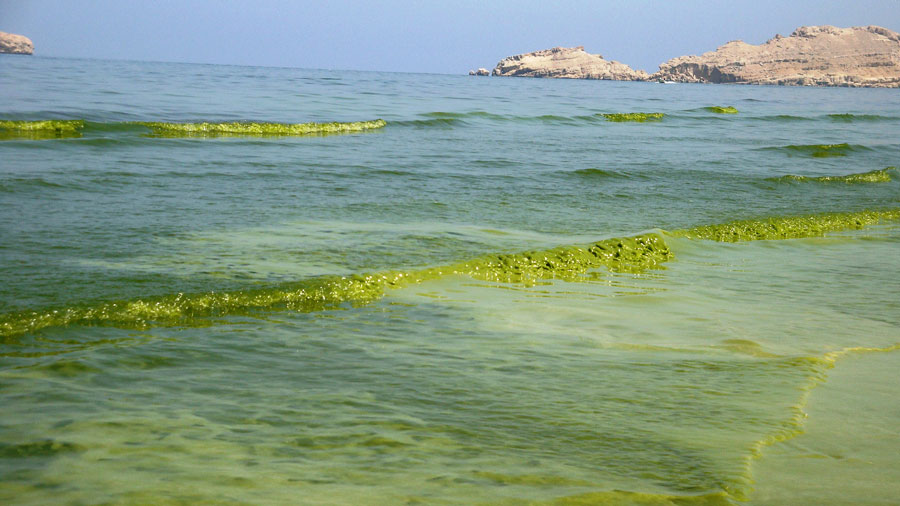 A bloom of Noctiluca scintillans turns water into green slush off the coast of Oman. (Courtesy K. Al-Hashmi)