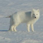 Big changes in cold places