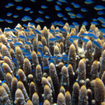 The researcher, the reef, and a storm