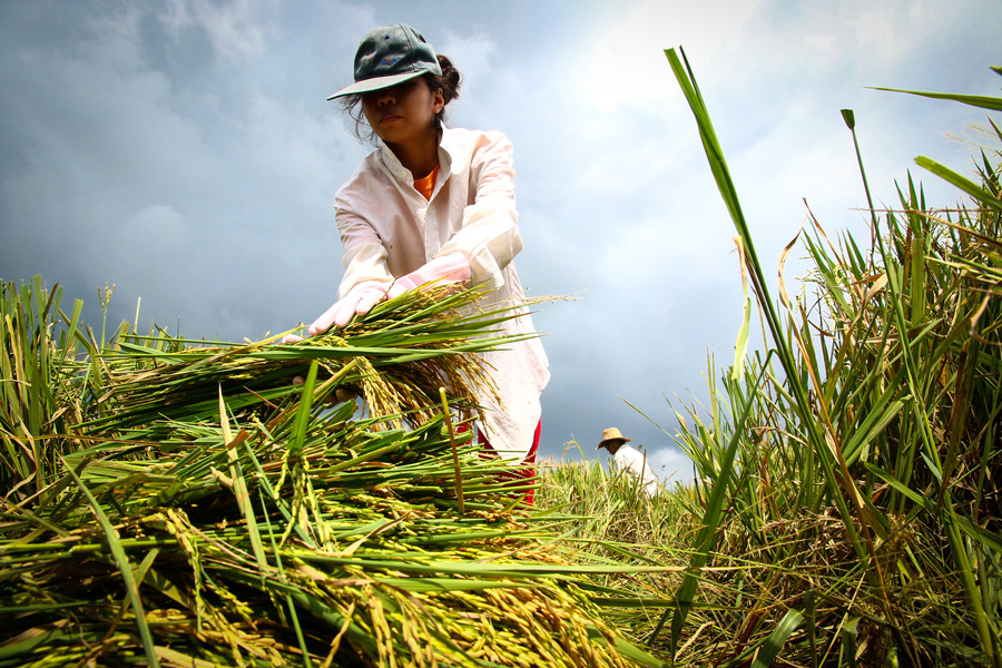 A farmer harvests rice at a field in Laguna, Philippines. (Courtesy International Rice Research Institute)
