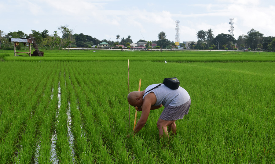 Ritche Nuevo measures a rice plant at a field in Argao, Philippines. (Courtesy R. U. Nuevo)