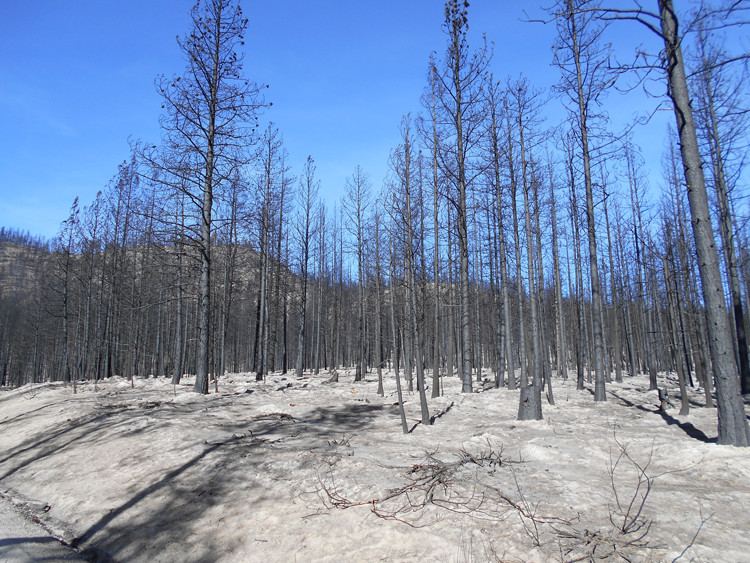 Standing dead trees in a high-severity patch burned in the 2015 Chelan Complex Fire on the Okanogan-Wenatchee National Forest. New research finds that postfire logging reduces future fuel loads, and when best management practices are used, minimally affects the regrowth of understory vegetation in dry forests east of the Cascade Range. (Credit: D. W. Peterson)