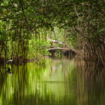 Why Apple is investing in Colombia's mangroves