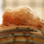 How fermentation’s new heyday is benefitting human and planetary health
