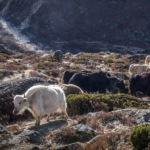 Life as a Sherpa in the age of climate change - Part 1