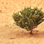 Here stands the Great Green Wall