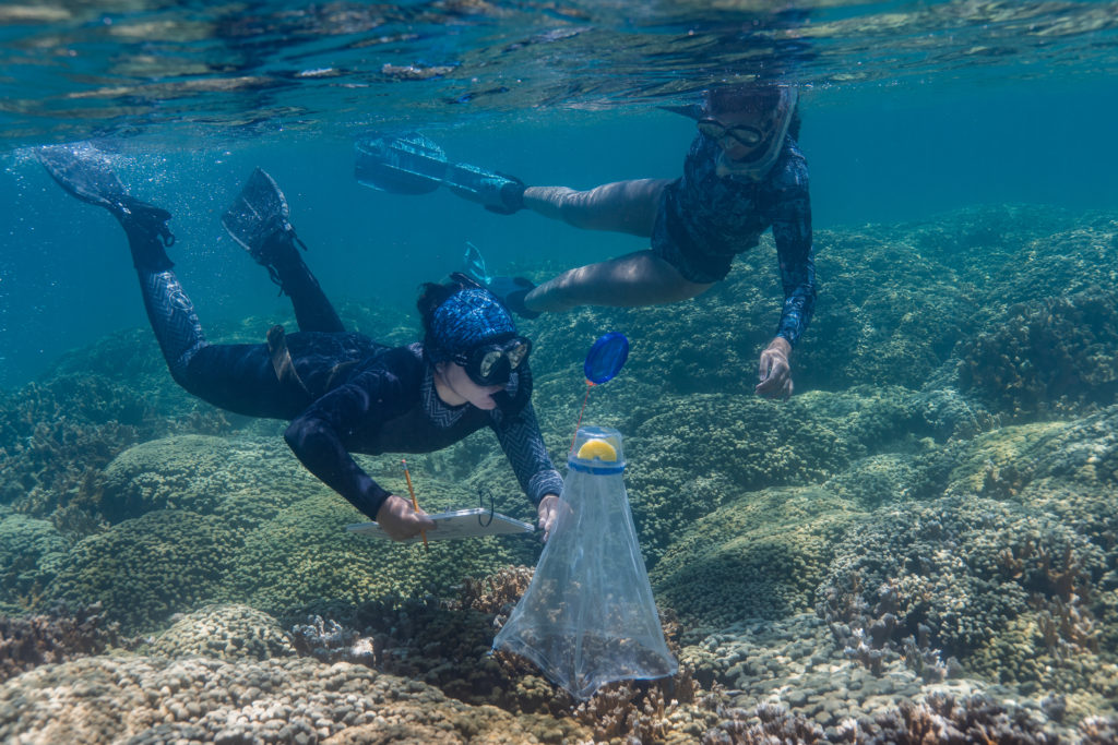 Researchers install nets ahead of a coral spawning event in Kāneʻohe Bay to harvest egg and sperm samples for study and preservation.