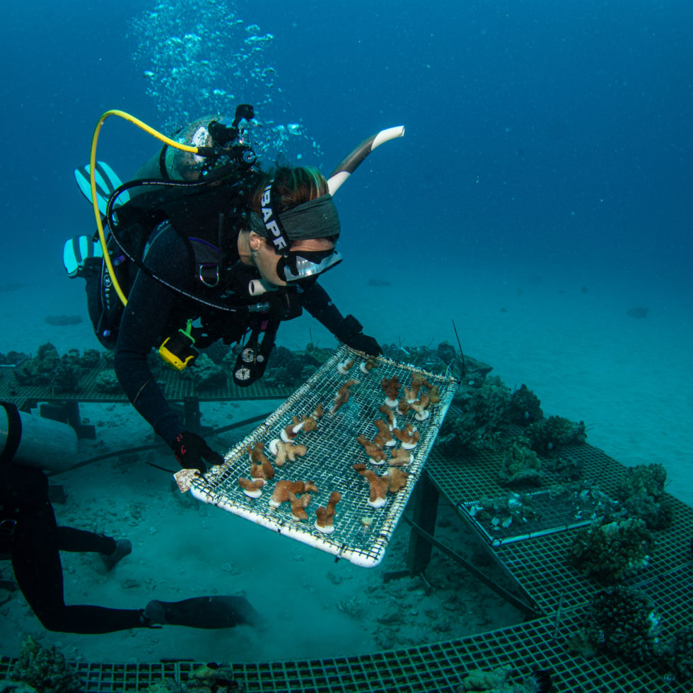A volunteer diver prepares to secure a rack of fragmented resilient coral to an underwater nursery table in Maunalua Bay, O'ahu. The coral fragments recover on the table for about two weeks before being outplanted to the reef. Photo: Richard Chen