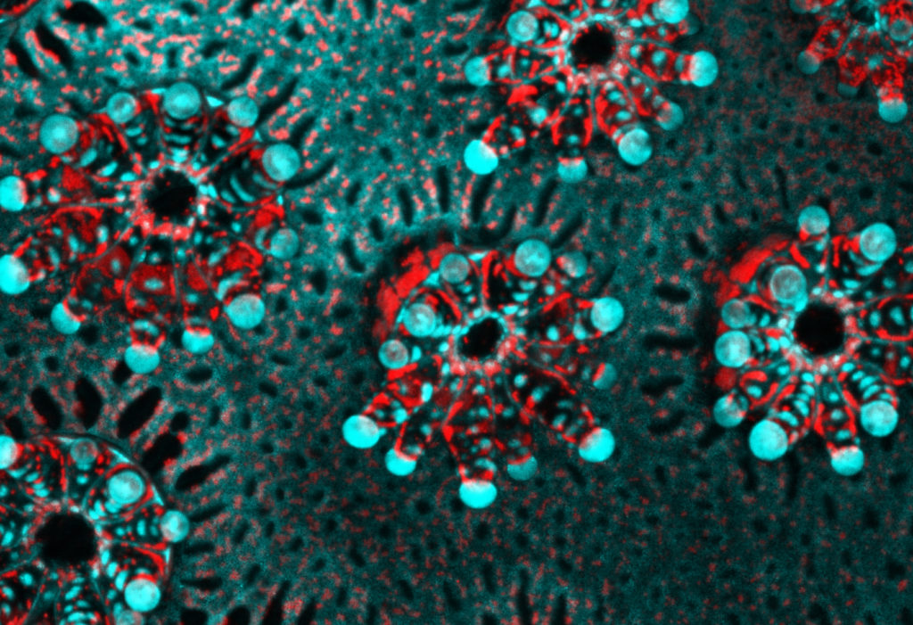 This confocal microscope image illustrates the incorporation of symbiotic algae into a coral colony. This 6-month-old juvenile Pocillopora acuta (cauliflower coral) colony shows coral polyps in cyan with algal symbionts in bright red.