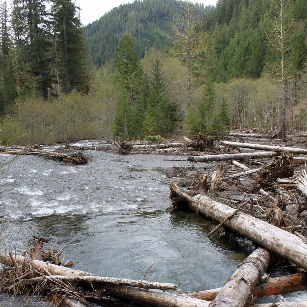Logs are placed in Deer Creek, Willamette National Forest in May 2017 to raise the creek bed and connect the river with its floodplain.